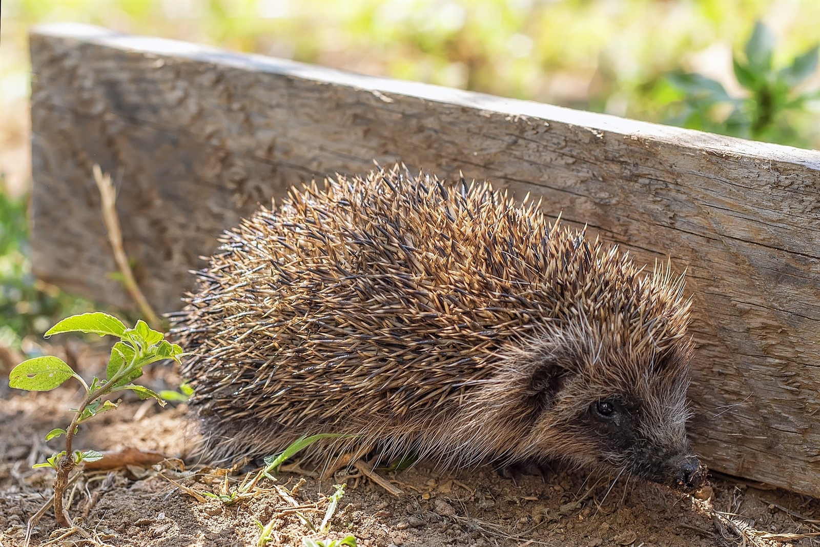 Egel loopt bij licht door de tuin